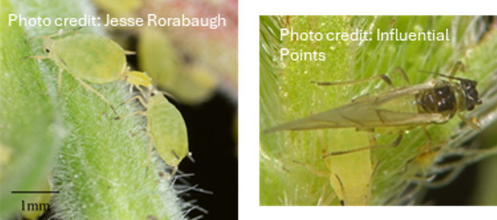 Two images of buckthorn aphid.